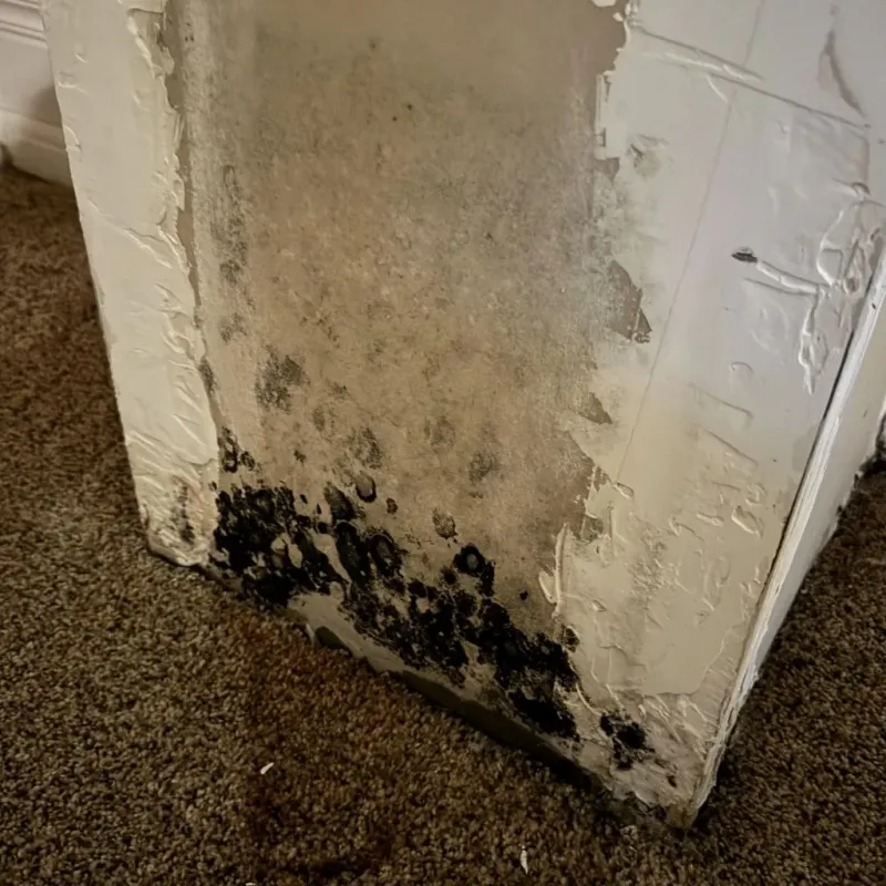 Professional Mold Removal in Albion, IL